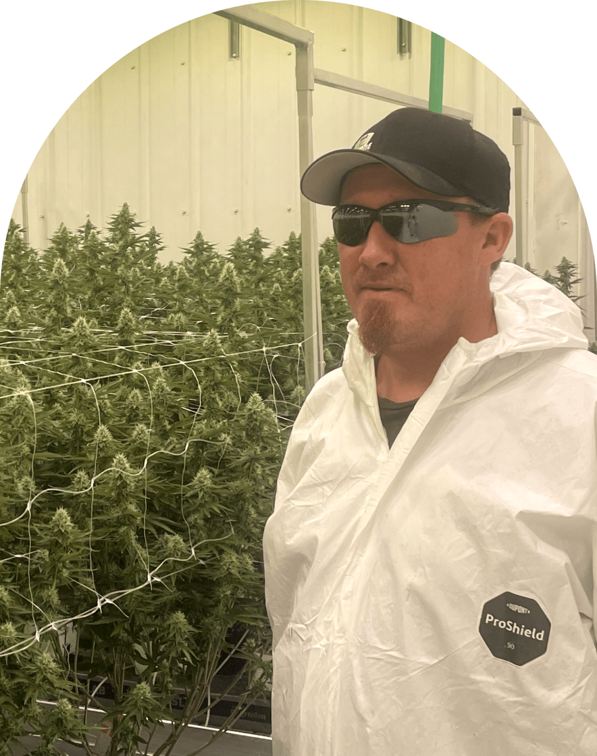 Headstone Cannabis - Master Grower - Steve Glover